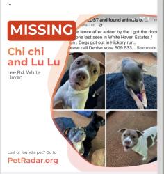 Lost Female Dog last seen White haven ests, White Haven, PA 18661