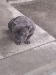 Lost Male Dog last seen Tokay, Modesto, CA 95350