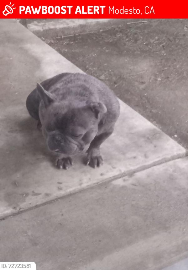 Lost Male Dog last seen Tokay, Modesto, CA 95350