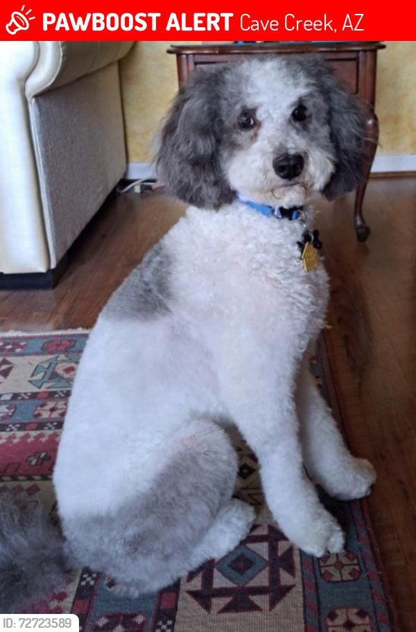 Lost Male Dog last seen E sierra sunset trail , Cave Creek, AZ 85331
