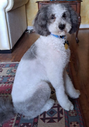 Lost Male Dog last seen E sierra sunset trail , Cave Creek, AZ 85331