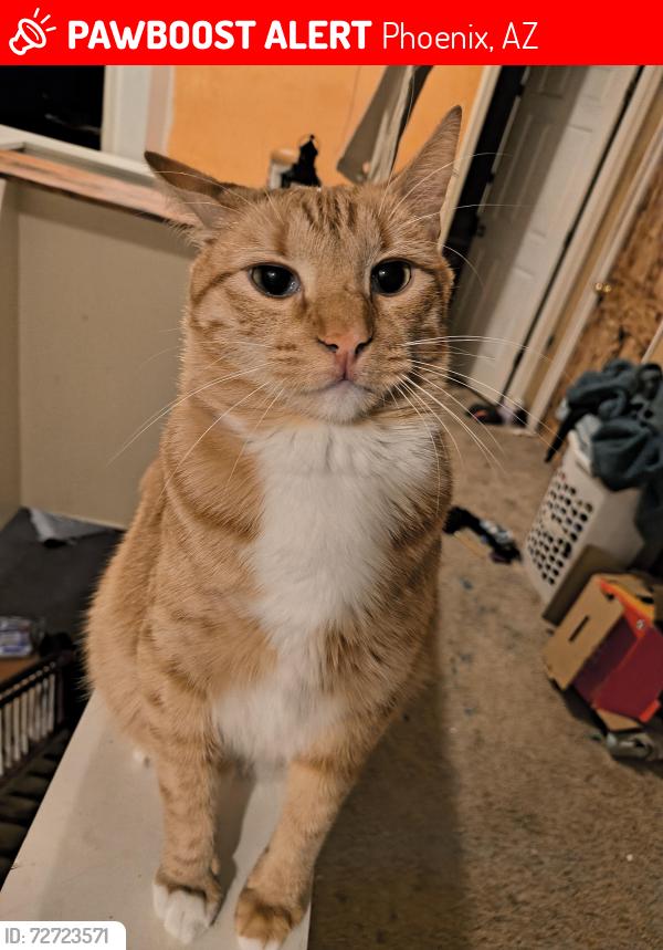 Lost Male Cat last seen 7th Ave and Roeser, Phoenix, AZ 85041