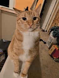 Lost Male Cat last seen 7th Ave and Roeser, Phoenix, AZ 85041