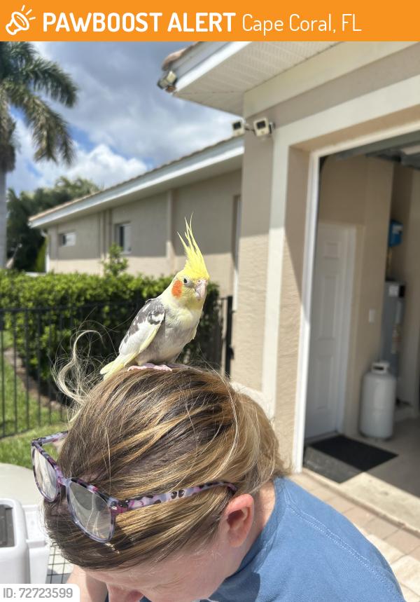 Found/Stray Male Bird last seen Surfside and 29th ter, Cape Coral, FL 33914