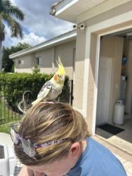 Found/Stray Male Bird last seen Surfside and 29th ter, Cape Coral, FL 33914