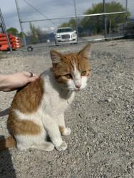 Found/Stray Unknown Cat last seen Near S Redwood Rd, near Glendale golf course, Salt Lake City, UT 84104