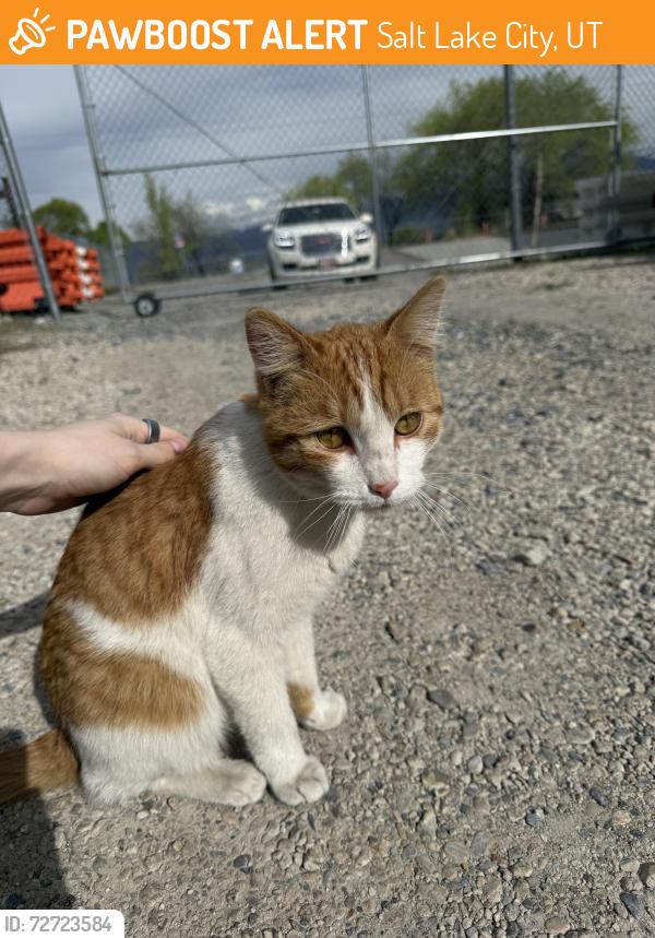 Found/Stray Unknown Cat last seen Near S Redwood Rd, near Glendale golf course, Salt Lake City, UT 84104