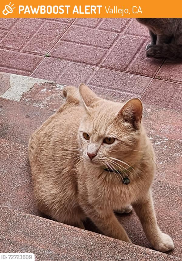 Found/Stray Unknown Cat last seen Wallace Ave and Ream , Vallejo, CA 94590