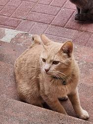 Found/Stray Unknown Cat last seen Wallace Ave and Ream , Vallejo, CA 94590