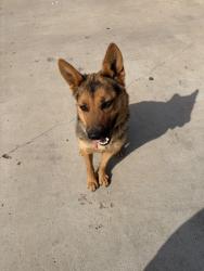 Found/Stray Female Dog last seen Near Coolidge Elementary, Oklahoma City, OK 73119