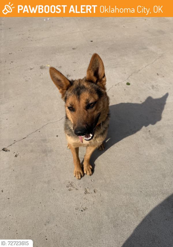 Found/Stray Female Dog last seen Near Coolidge Elementary, Oklahoma City, OK 73119