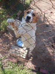 Found/Stray Male Dog last seen 16th street, Cullman, AL 35056