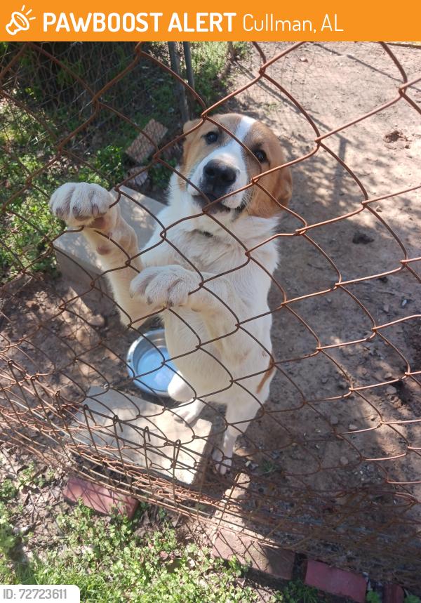 Found/Stray Male Dog last seen 16th street, Cullman, AL 35056