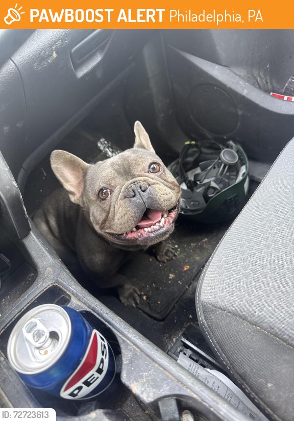 Found/Stray Male Dog last seen 58th street , Philadelphia, PA 19143