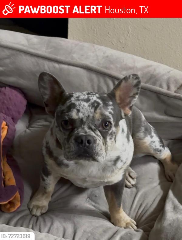 Lost Female Dog last seen Cora breeze 77075, Houston, TX 77075