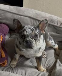 Lost Female Dog last seen Cora breeze 77075, Houston, TX 77075