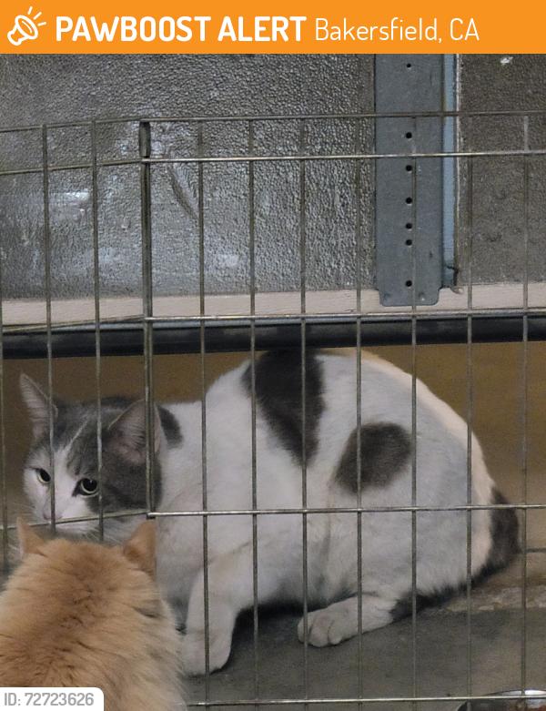 Found/Stray Unknown Cat last seen Hollis Street, Bakersfield, CA 93308