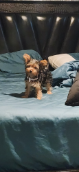 Lost Female Dog last seen Ivy street and blue holly drive , Lewis Center, OH 43035