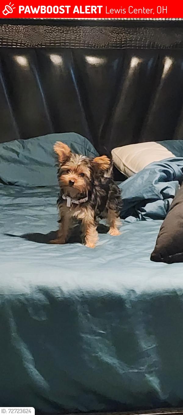 Lost Female Dog last seen Ivy street and blue holly drive , Lewis Center, OH 43035