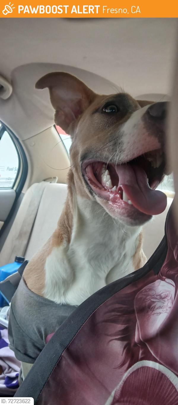 Found/Stray Female Dog last seen Cedar and Dakota by Walmart, Fresno, CA 93726