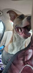 Found/Stray Female Dog last seen Cedar and Dakota by Walmart, Fresno, CA 93726