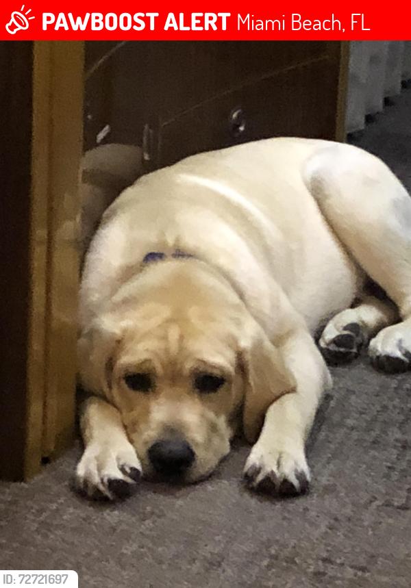 Lost Male Dog last seen South Beach , florida, Miami Beach, FL 33140