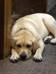 Lost Male Dog last seen South Beach , florida, Miami Beach, FL 33140