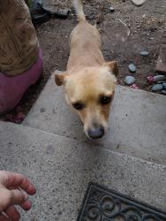 Found/Stray Male Dog last seen Circle K Park, Phoenix, AZ 85042
