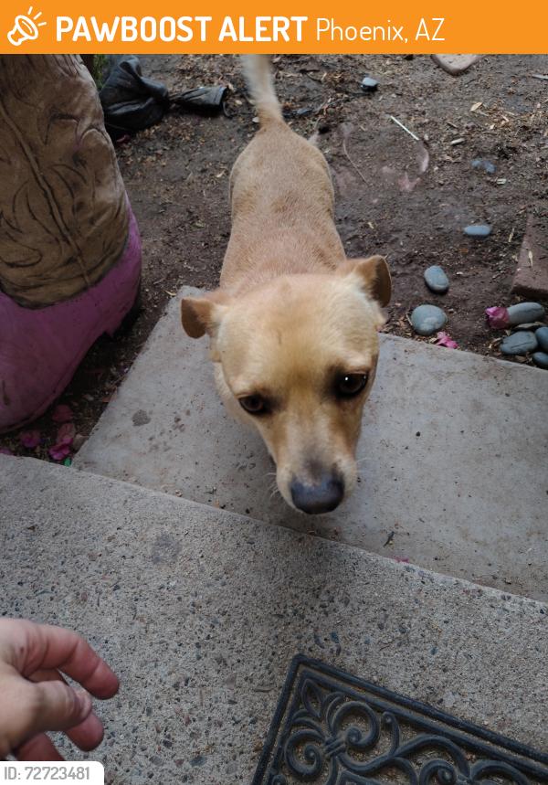 Found/Stray Male Dog last seen Circle K Park, Phoenix, AZ 85042
