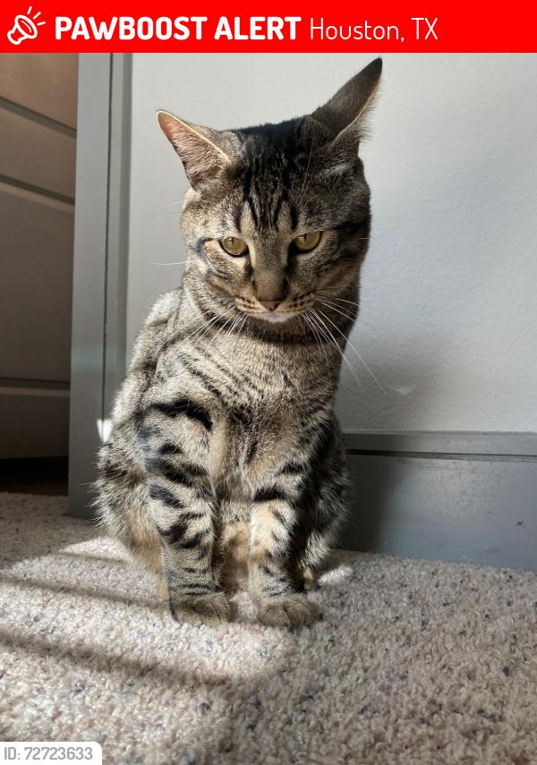 Lost Male Cat last seen Near N Eldridge pwky, Houston, TX 77079
