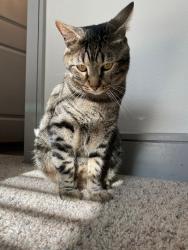 Lost Male Cat last seen Near N Eldridge pwky, Houston, TX 77079