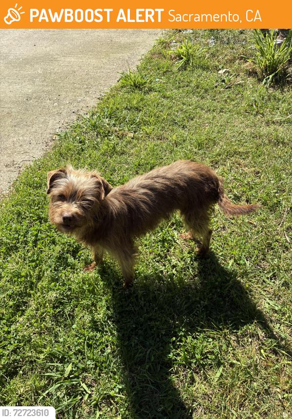 Found/Stray Female Dog last seen Peralta Ave Sacramento , Sacramento, CA 95833