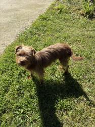 Found/Stray Female Dog last seen Peralta Ave Sacramento , Sacramento, CA 95833
