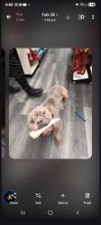 Lost Male Dog last seen Vine and carlton, St. Catharines, ON L2M 7P7