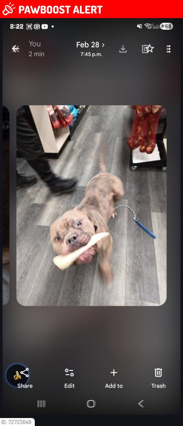 Lost Male Dog last seen Vine and carlton, St. Catharines, ON L2M 7P7