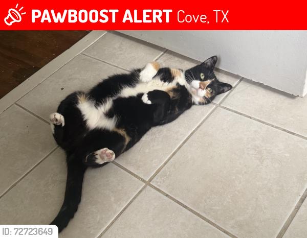 Lost Female Cat last seen Schaffer at , Cove, TX 77523