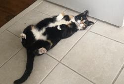 Lost Female Cat last seen Schaffer at , Cove, TX 77523
