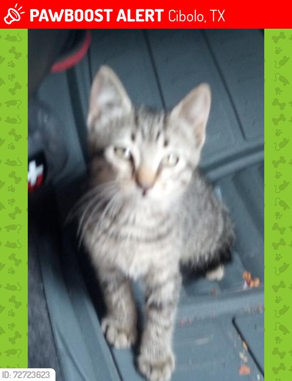 Lost Male Cat last seen Jones cv , Cibolo, TX 78108