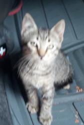 Lost Male Cat last seen Jones cv , Cibolo, TX 78108