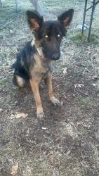 Lost Female Dog last seen Scyene and  near buckner , Dallas, TX 75217