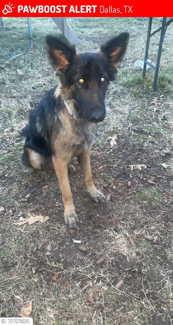 Lost Female Dog last seen Scyene and  near buckner , Dallas, TX 75217