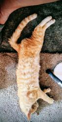 Lost Male Cat last seen Bonanza and lamb, Las Vegas, NV 89110
