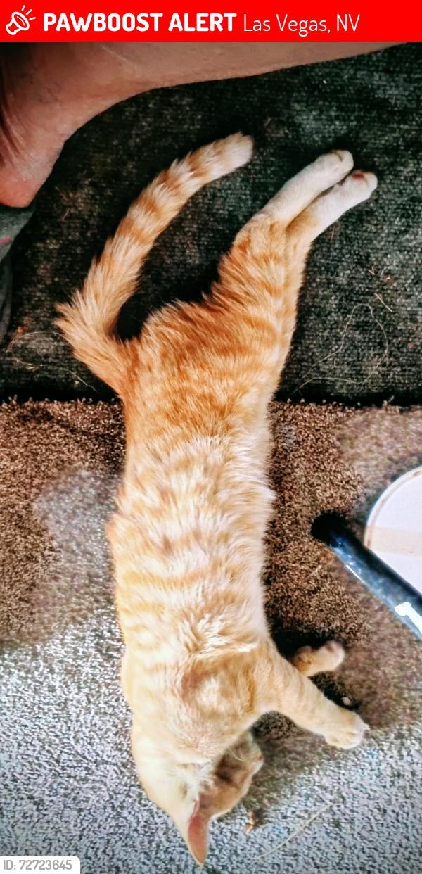 Lost Male Cat last seen Bonanza and lamb, Las Vegas, NV 89110