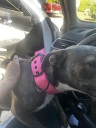 Lost Female Dog last seen Lindell , Lake Elsinore, CA 92532