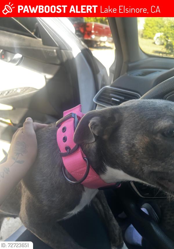 Lost Female Dog last seen Lindell , Lake Elsinore, CA 92532