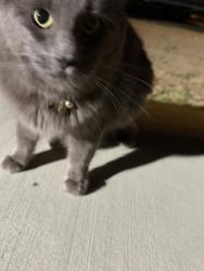 Found/Stray Unknown Cat last seen 57th Street East and Evergem Avenue, Palmdale, CA 93552