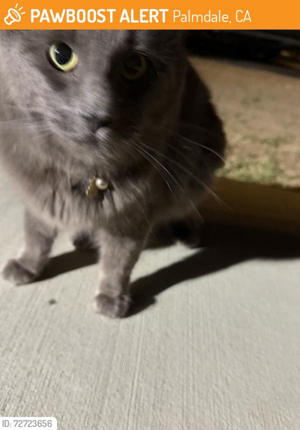 Found/Stray Unknown Cat last seen 57th Street East and Evergem Avenue, Palmdale, CA 93552