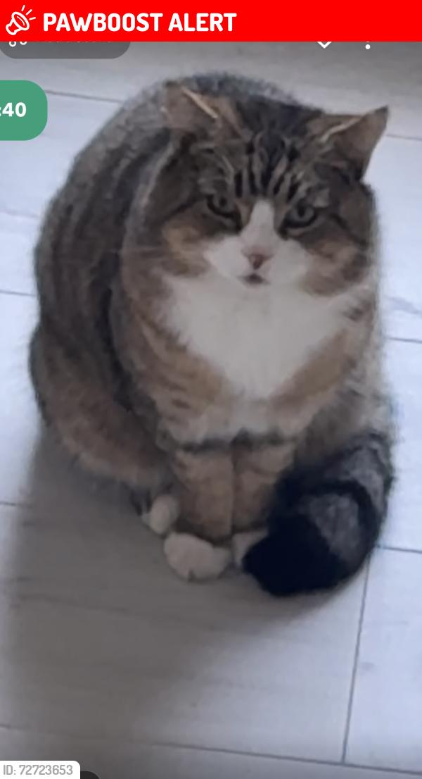 Lost Male Cat last seen flts near chapel oaks, Greater Manchester, England M33 7EJ