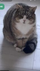 Lost Male Cat last seen flts near chapel oaks, Greater Manchester, England M33 7EJ