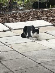 Found/Stray Unknown Cat last seen Bayshore Garden Parkway and 26th St., Bayshore Gardens, FL 34207